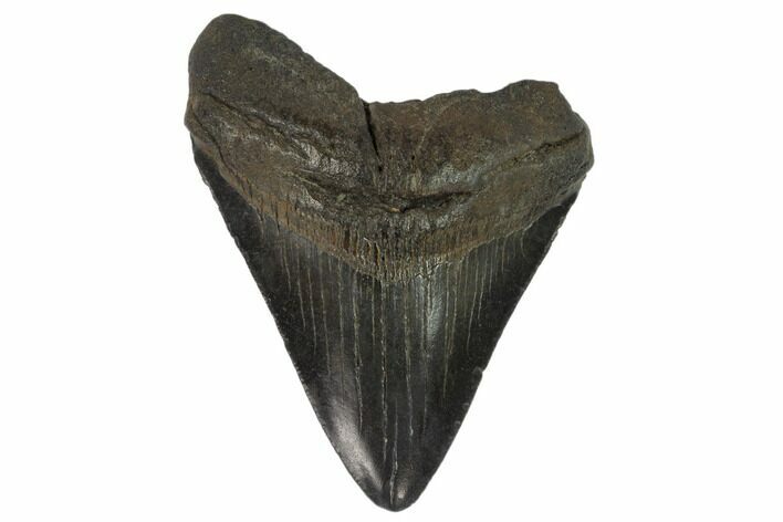 Fossil Megalodon Tooth - South Carolina #127039
